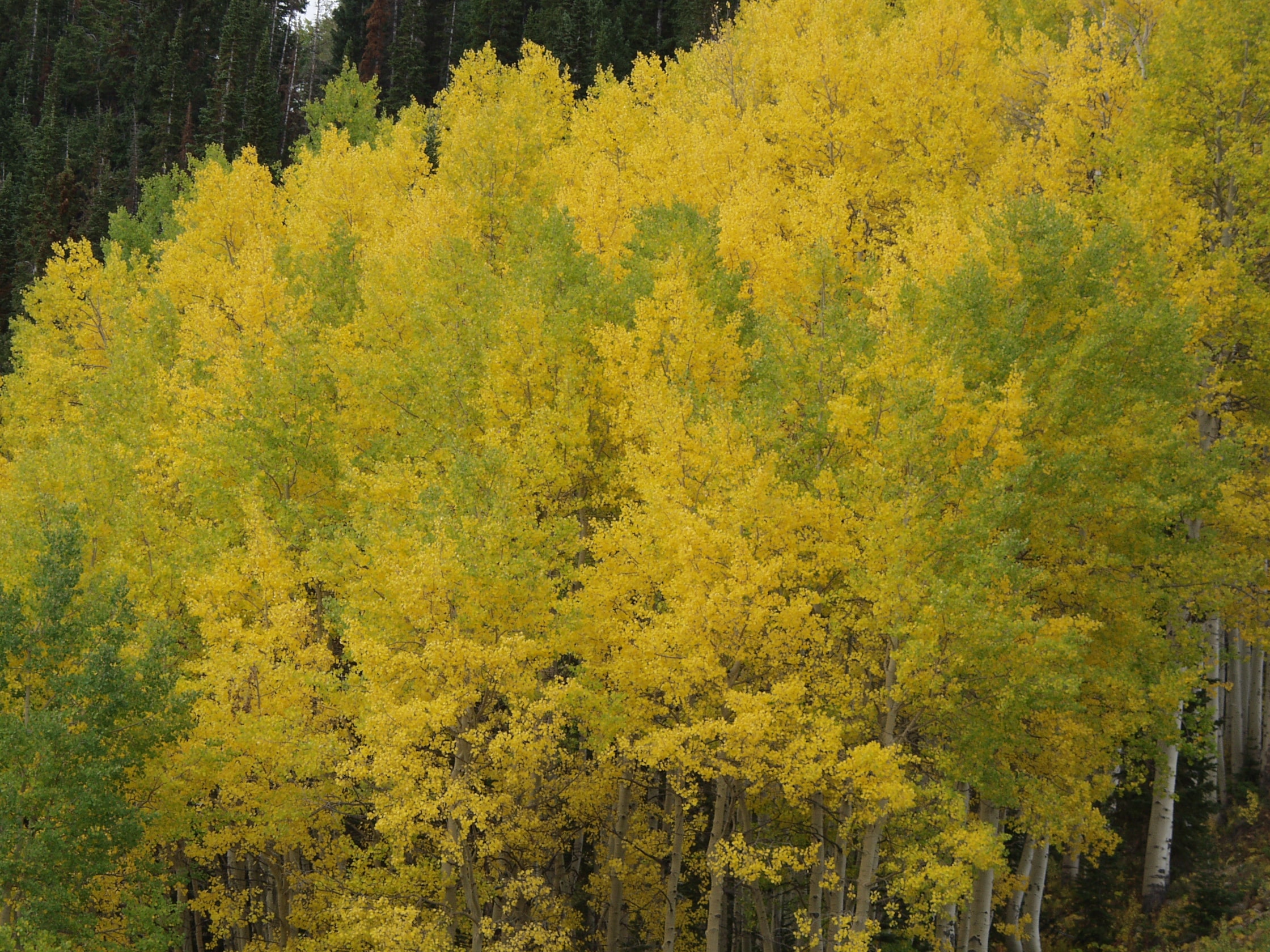 Aspen ski lift valley view